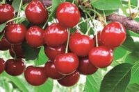 WIŚNIA GRONIASTA bardzo mocno owocuje - sadzonki 60 / 90 cm