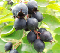 ŚWIDOŚLIWA JAJOWATA - sadzonki w doniczkach