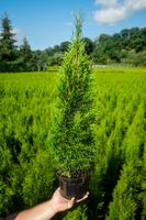 Tuja SZMARAGD 30-50cm Najlepsza Sadzonka Na Żywopłot Drzewko