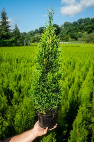 Tuja SZMARAGD 30-50cm Najlepsza Sadzonka Na Żywopłot Drzewko na Arena.pl