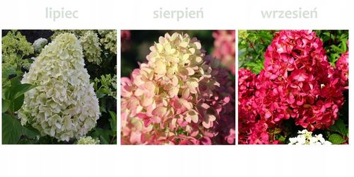 HORTENSJA bukietowa FRAISE MELBA, NEONOWA CZERWIEŃ DUŻA, 3 LETNIA na Arena.pl