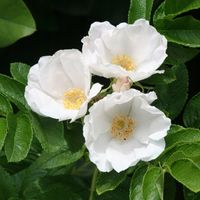 Róża pomarszczona ALBA Biała ROSA RUGOSA Na rabaty Na przetwory Sadzonki C3