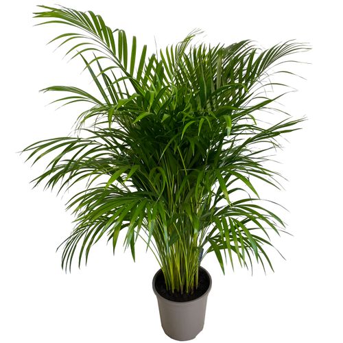 PALMA AREKA (ARECA) 120 cm na Arena.pl
