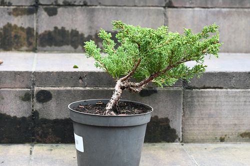 Jałowiec chiński Shimpaku - Juniperus chinensis 0033 na Arena.pl