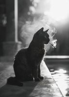 Plakat 64x90cm Kocia Przerwa