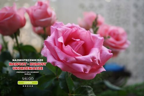 Nawóz do Róż 5 kg SHUGO na Arena.pl