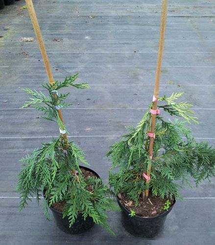 Cyprysik nutkajski Klippert C3 na Arena.pl