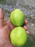 ORZECH WŁOSKI szczepiony - sadzonki 40 / 60 cm