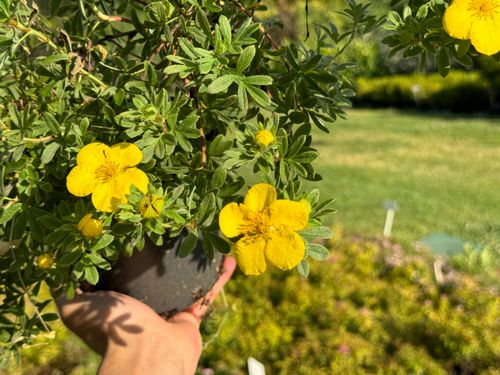Pięciornik krzewiasty 'Goldfinger' Żółty (Potentilla fruticosa) Poj. 2.0L na Arena.pl