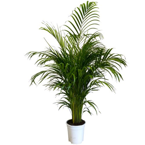 PALMA AREKA (ARECA) 120 cm na Arena.pl