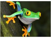 50X70CM CHWYTNICA OBRAZ POKOJU DREWNINE