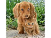 MAGICZNA MOZAIKA DIAMENTOWA