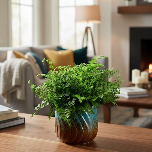 Paproć ASPLENIUM PARVATI egzotyczna paprotka domowa BEZPIECZNA DLA na Arena.pl