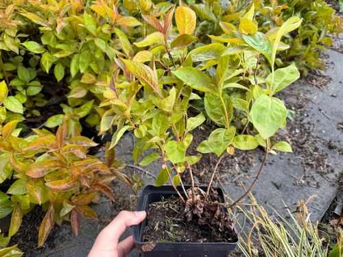 Krzewuszka cudowna 'Wings of Fire' (Weigela florida) Doniczka 2.0L na Arena.pl