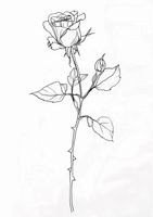 Plakat 29,7x42cm Kontur Róży