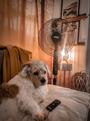 Noveen  Wentylator F455 na Arena.pl