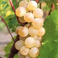 Winorośl 'Edelweiss' (Vitis) w doniczkach P9, wysokość 60-80 cm