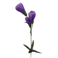 Krokus gałązka x3 ciemny fiolet