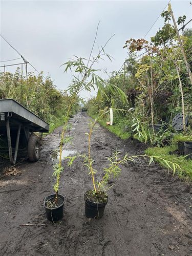 WIERZBA BIAŁA płacząca - sadzonki 80 / 120 CM na Arena.pl