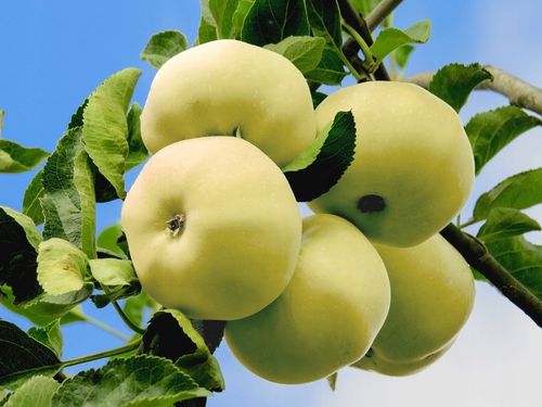 Jabłoń papierówka OLIWKA ŻÓŁTA bardzo wczesna PAPIERÓWKA Z DZIECIŃSTWA na Arena.pl