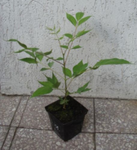 EWODIA CHIŃSKA Hupehensis sadz. w don. Miododajna! na Arena.pl