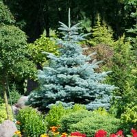 Świerk srebrny kłujący KAIBAB Choinka w doniczce Na żywopłot Szpaler C3