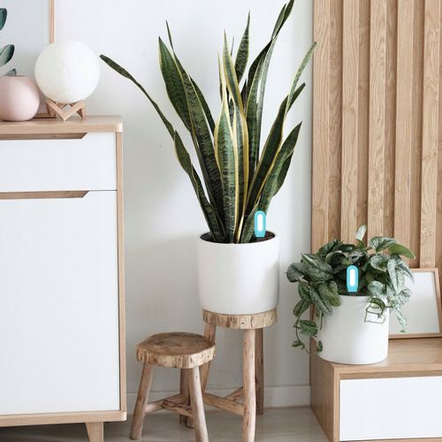 Czujnik Temperatury Otoczenia i Wilgotności Gleby Bluetooth TUYA na Arena.pl