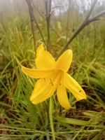 Liliowiec do ogrodu i na taras