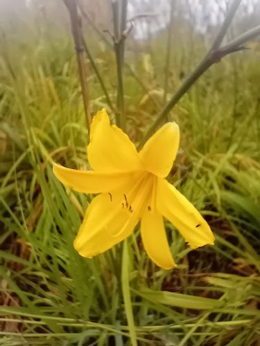 Liliowiec do ogrodu i na taras na Arena.pl