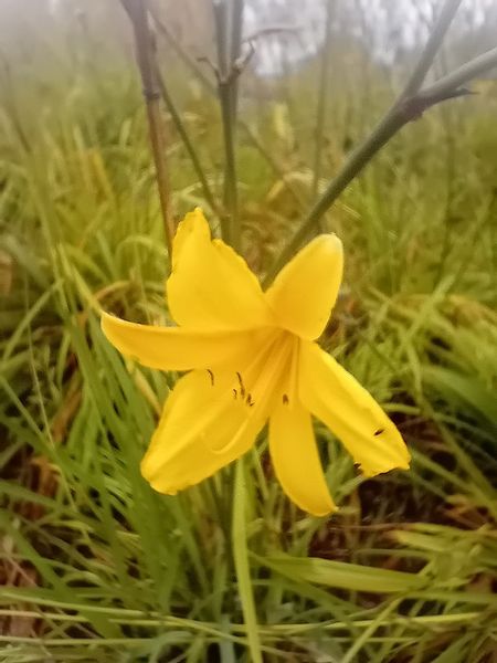 Liliowiec do ogrodu i na taras zdjęcie 1