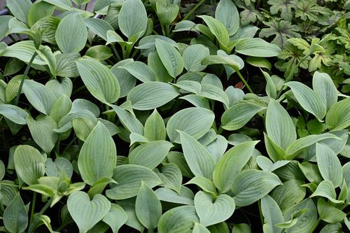 Funkia Fragrant Blue - Hosta hybrid na Arena.pl