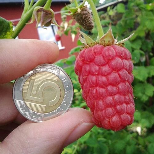 Nawóz Mikoryza do Drzew i Krzewów Owocowych 500ml na Arena.pl