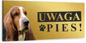 Tabliczka UWAGA ZŁY PIES BASSET HOUND złota