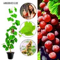Winogron Red Globe słodki deserowy smak KRZEW 60-90 cm