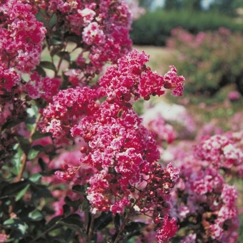 Lagerstroemia Berlingot Menthe 20-40cm P9 na Arena.pl