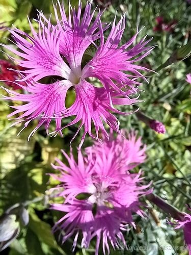 Goździk wspaniały sadzonka skalniak pojemnik na Arena.pl