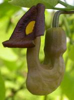 KOKORNAK MANDŻURSKI Aristolochia - sadzonki w doniczkach