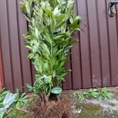Laurowiśnia Caucasica sadzonki na żywopłot 40-60cm 3-ktornie cięte I SORT