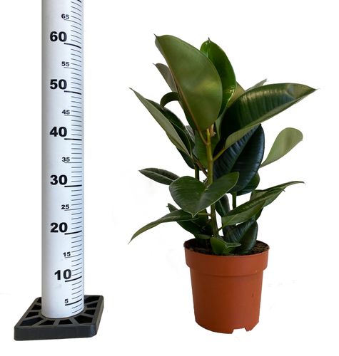 FIKUS ELASTIKA Ficus Elastica 60 cm na Arena.pl