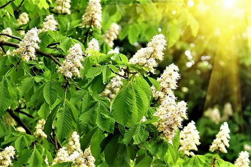 KASZTANOWIEC ZWYCZAJNY - sadzonki 30 / 50 cm na Arena.pl