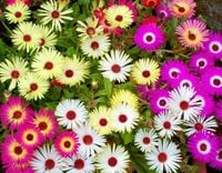 NASIONA Przypołudnik Mieszanka Mix 0,5g Kwiaty 412361