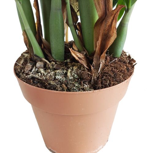 ZAMIOKULKAS (ZAMIOCULCAS) 100cm na Arena.pl