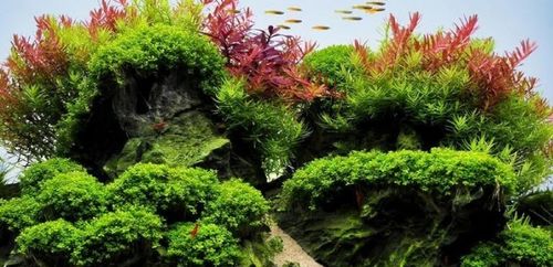 INVITAL Generator CO2 bez nocnego wył. z butlą 2l na Arena.pl