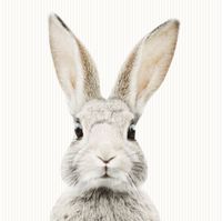 Tapeta Paski Królik Stefan W132 250 cm płótno