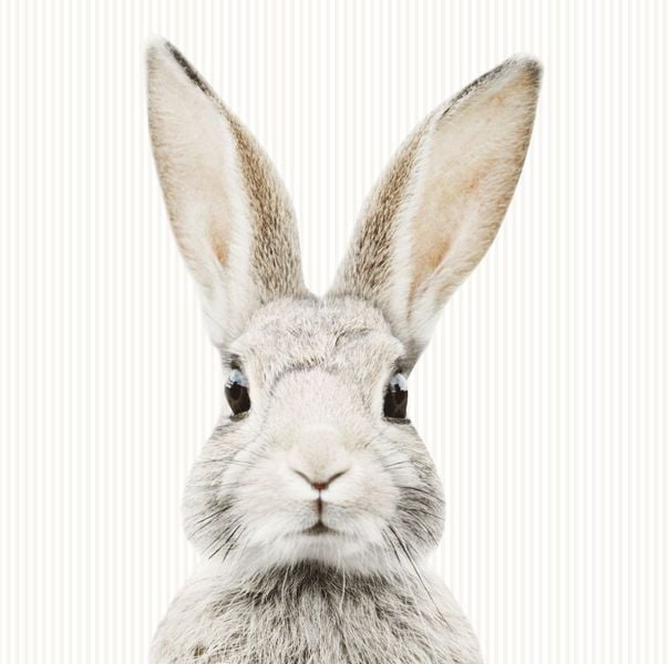 Tapeta Paski Królik Stefan W132 270 cm płótno zdjęcie 1