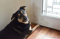 FOLIA OCHRONNA DRZWI MEBLE PRZECIW DRAPANIU 150x80