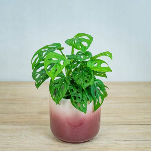 Monstera Monkey Mask XS Dziurawa Przepiękny Kwiat na Arena.pl