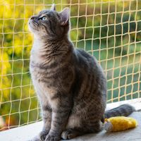 ZESTAW SIATKA NA BALKON DLA KOTA 3x4 BEZ WIERCENIA ZABEZPIECZAJĄCA OKNO
