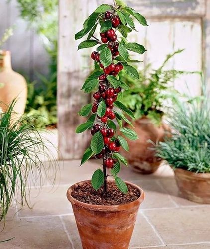 JABŁOŃ GRUSZA CZEREŚNIA WIŚNIA BRZOSKWINIA MORELA KOLUMNOWE PAKIET 6 na Arena.pl