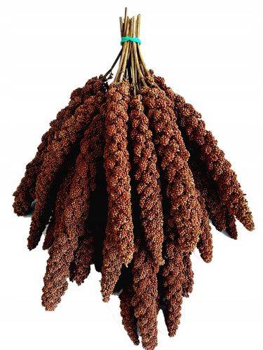 PROSO SENEGALSKIE CZERWONE w KŁOSACH 1kg JAKOŚĆ POKARM DLA PTAKÓW PAPUG na Arena.pl